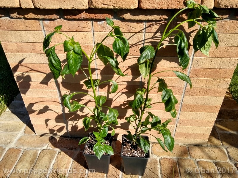 aji-amarillo_004_pianta_12.jpg