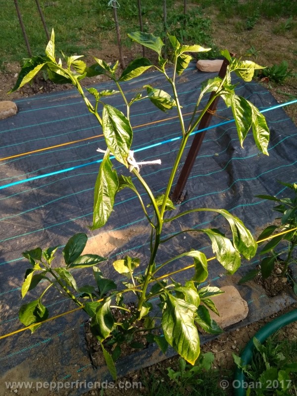 aji-amarillo_004_pianta_17.jpg