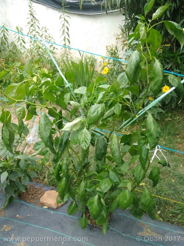 aji-amarillo_004_pianta_21.jpg