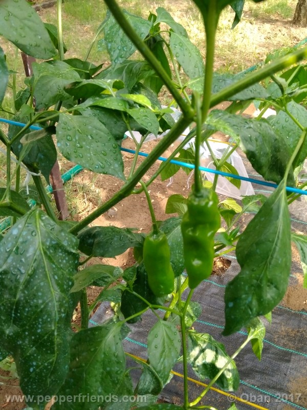 aji-amarillo_004_pianta_24.jpg