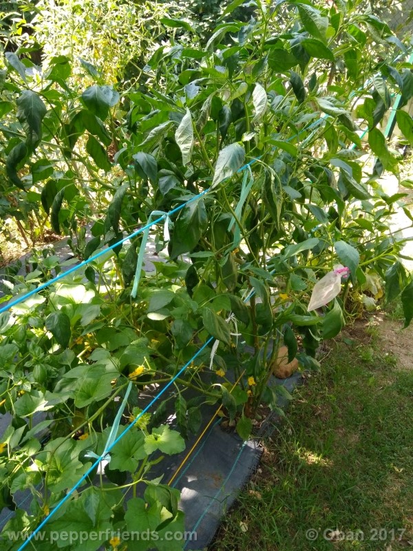 aji-amarillo_004_pianta_30.jpg