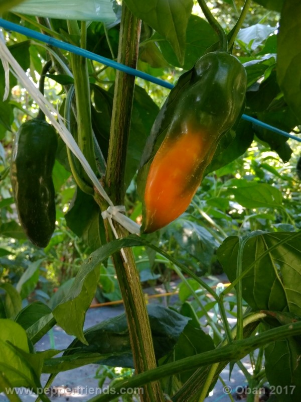 aji-amarillo_004_pianta_32.jpg