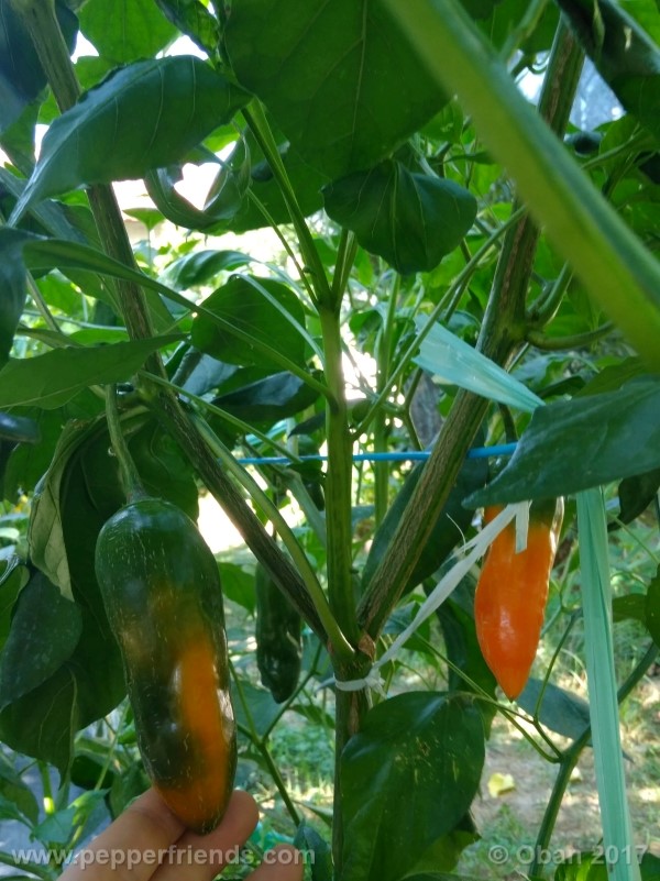 aji-amarillo_004_pianta_36.jpg