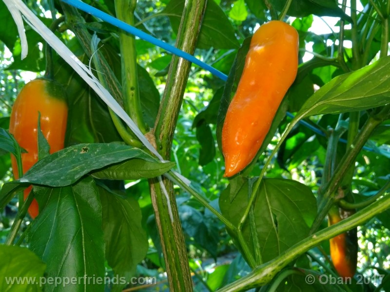 aji-amarillo_004_pianta_37.jpg