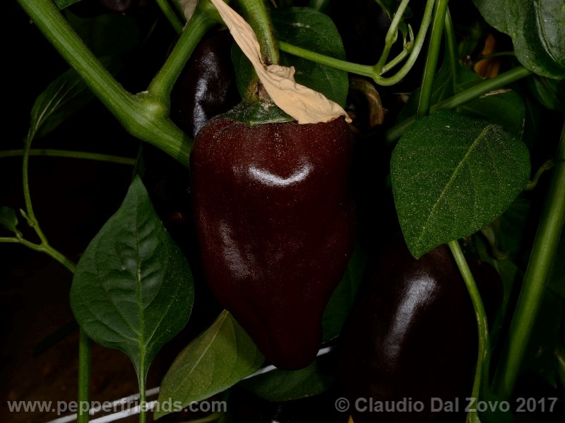 chilhuacle-negro_001_frutto_07.jpg