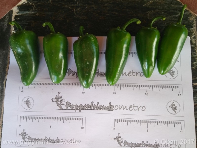 jalapeno-goliath_002_frutto_02.jpg