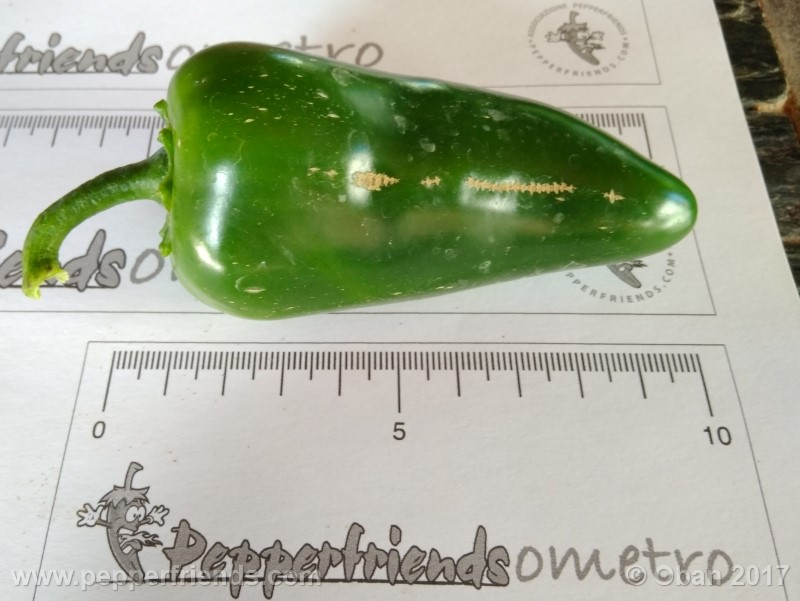 jalapeno-goliath_002_frutto_03.jpg