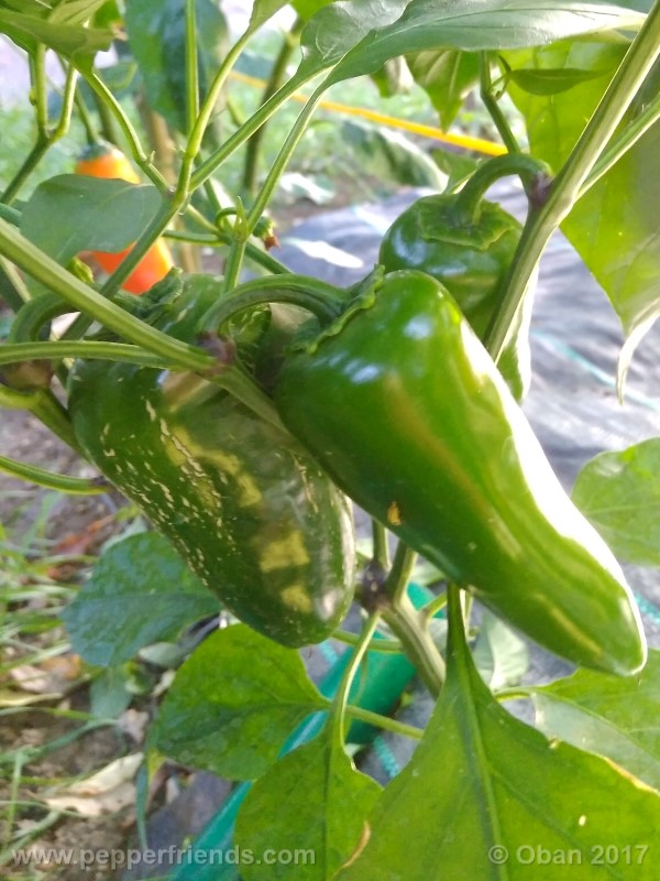 jalapeno-goliath_002_frutto_04.jpg