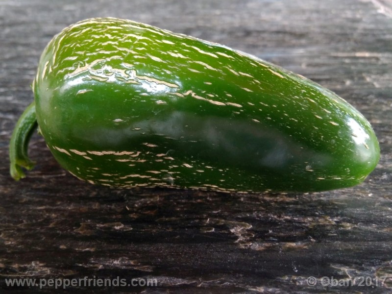 jalapeno-goliath_002_frutto_05.jpg