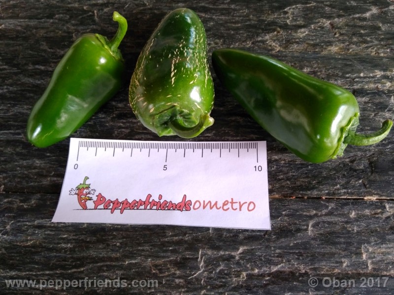 jalapeno-goliath_002_frutto_06.jpg