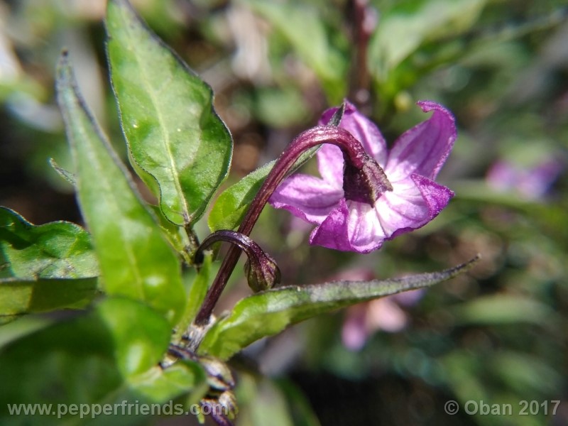 naga-jolokia-purple_002_fiore_23.jpg