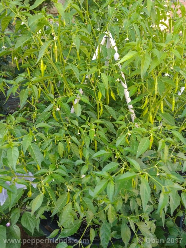 naga-korika_002_pianta_13.jpg