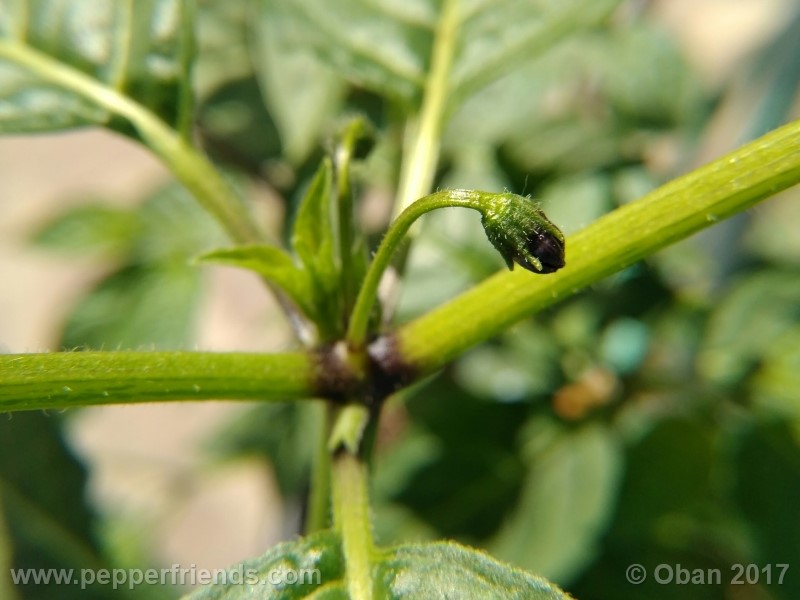 rocoto-aji-largo_003_fiore_01.jpg