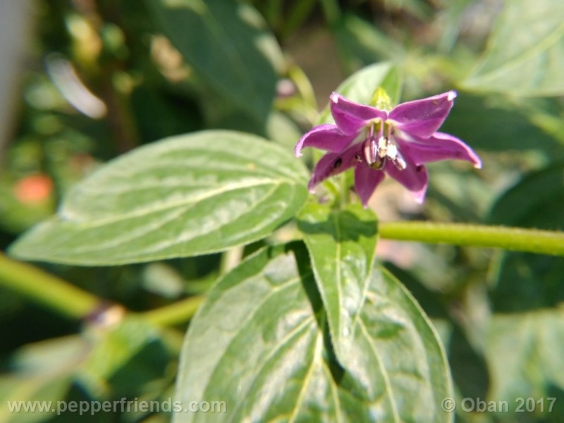 rocoto-aji-largo_003_fiore_02.jpg