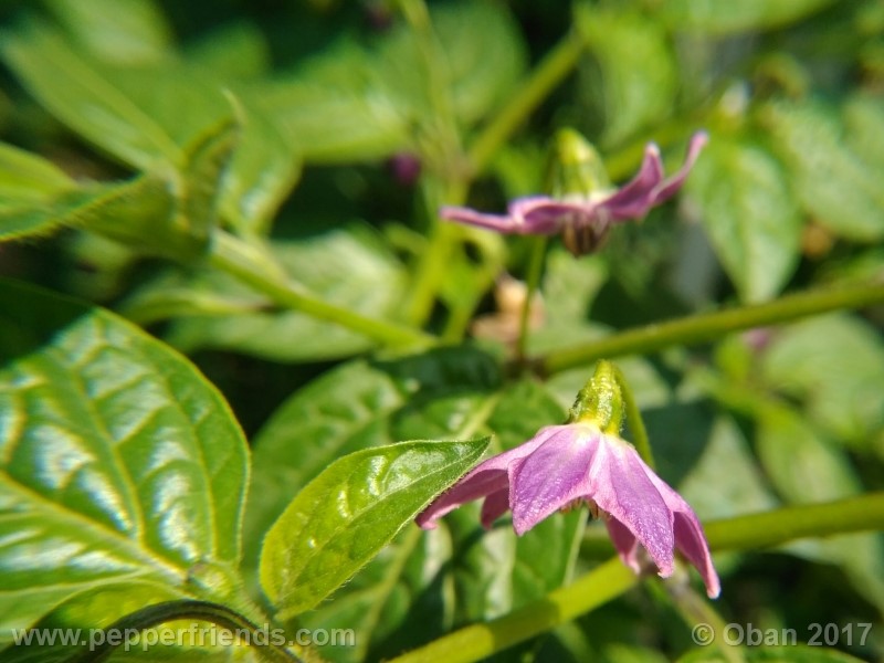 rocoto-aji-largo_003_fiore_03.jpg