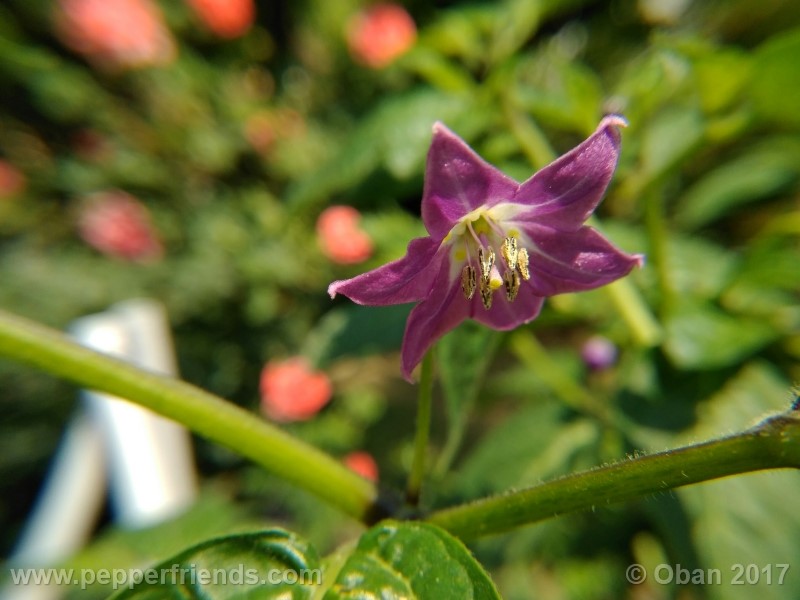 rocoto-aji-largo_003_fiore_04.jpg