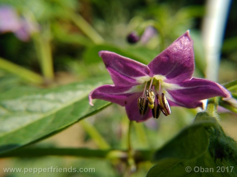 rocoto-aji-largo_003_fiore_05.jpg