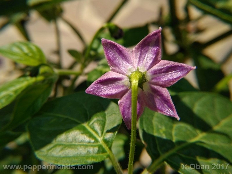 rocoto-aji-largo_003_fiore_06.jpg