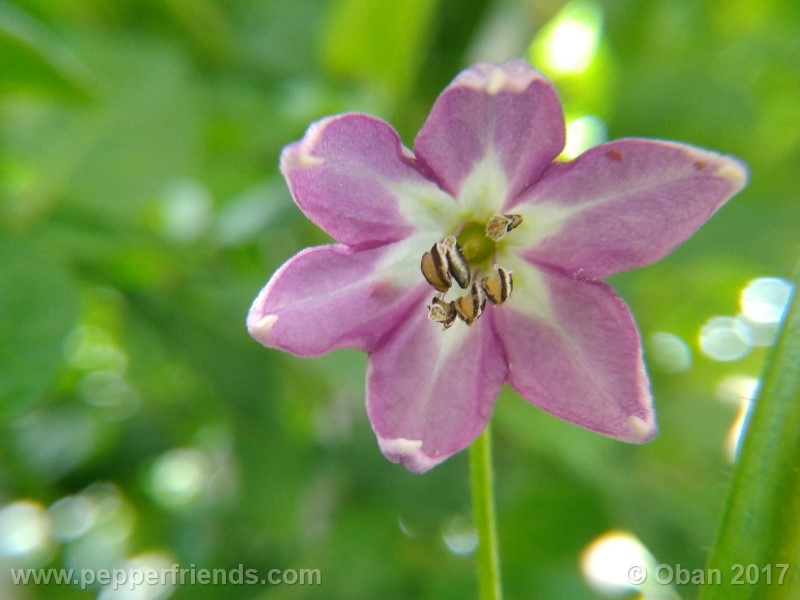 rocoto-aji-largo_003_fiore_07.jpg