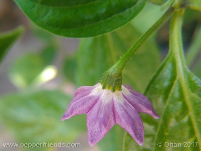 rocoto-aji-largo_003_fiore_08.jpg