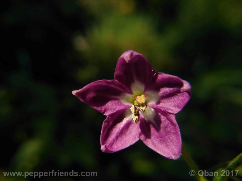 rocoto-aji-largo_003_fiore_09.jpg