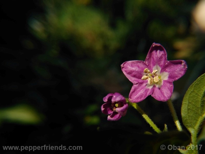 rocoto-aji-largo_003_fiore_10.jpg