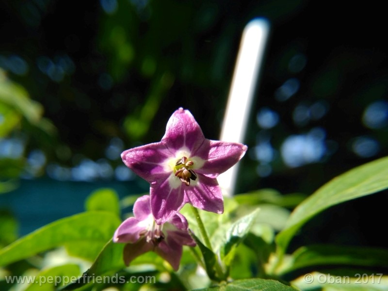 rocoto-aji-largo_003_fiore_11.jpg