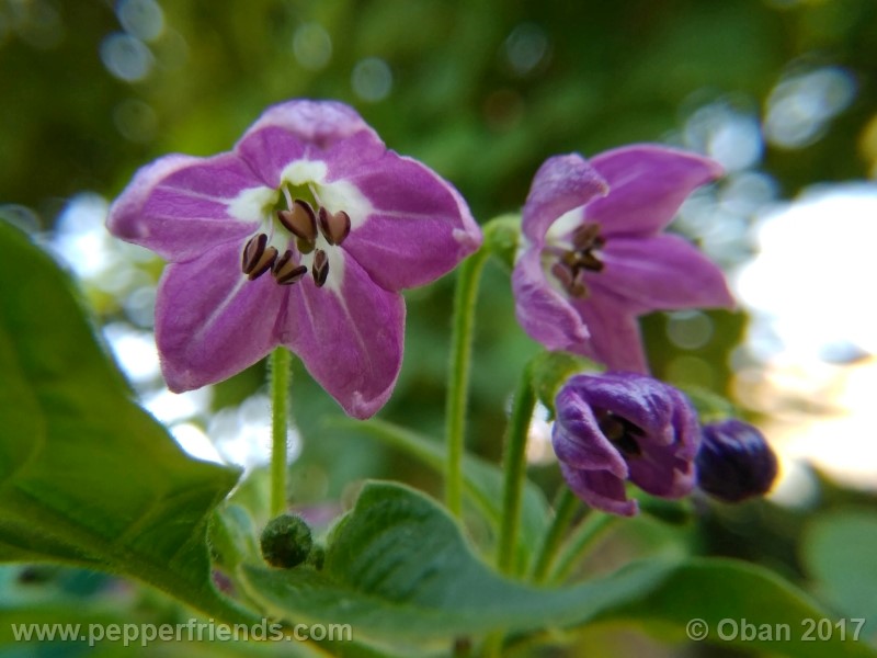 rocoto-aji-largo_003_fiore_12.jpg