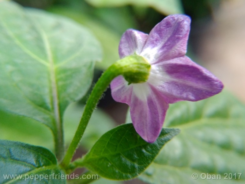 rocoto-aji-largo_003_fiore_13.jpg