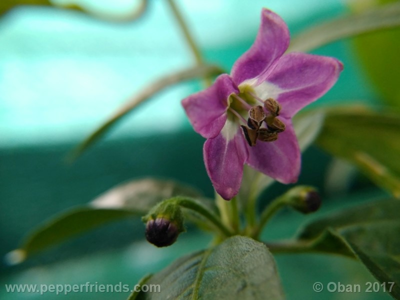 rocoto-aji-largo_003_fiore_14.jpg