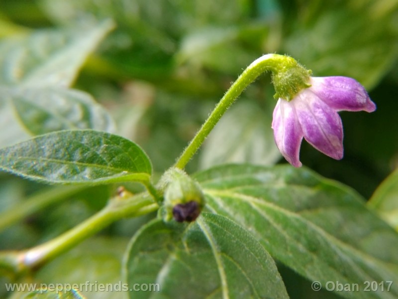 rocoto-aji-largo_003_fiore_15.jpg