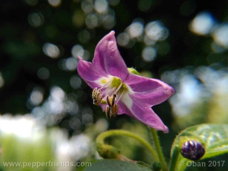 rocoto-aji-largo_003_fiore_16.jpg