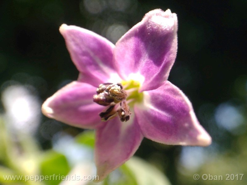 rocoto-aji-largo_003_fiore_17.jpg