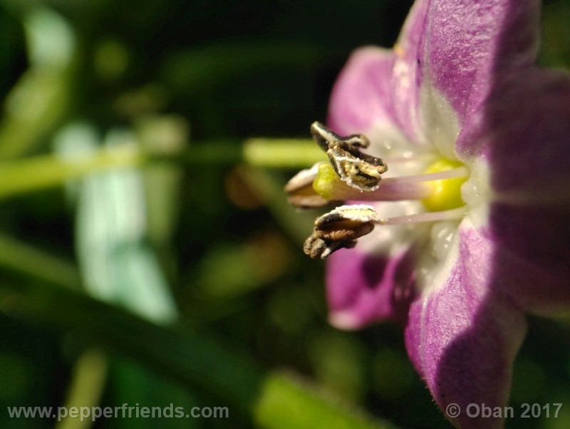 rocoto-aji-largo_003_fiore_18.jpg