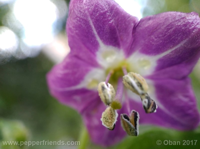 rocoto-aji-largo_003_fiore_19.jpg