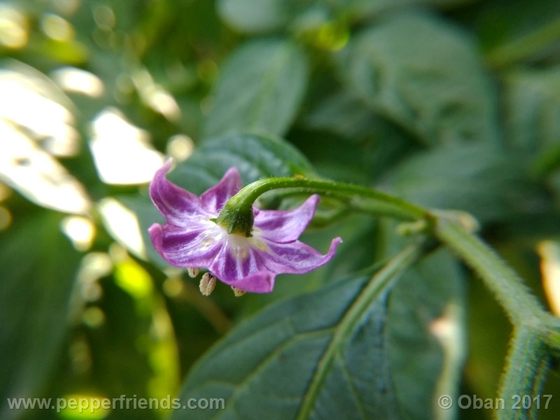 rocoto-aji-largo_003_fiore_21.jpg