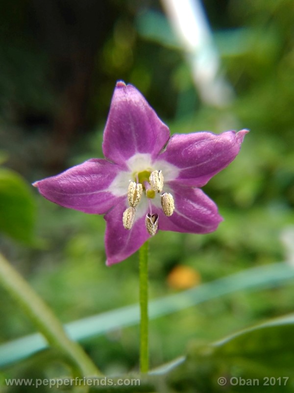 rocoto-aji-largo_003_fiore_22.jpg