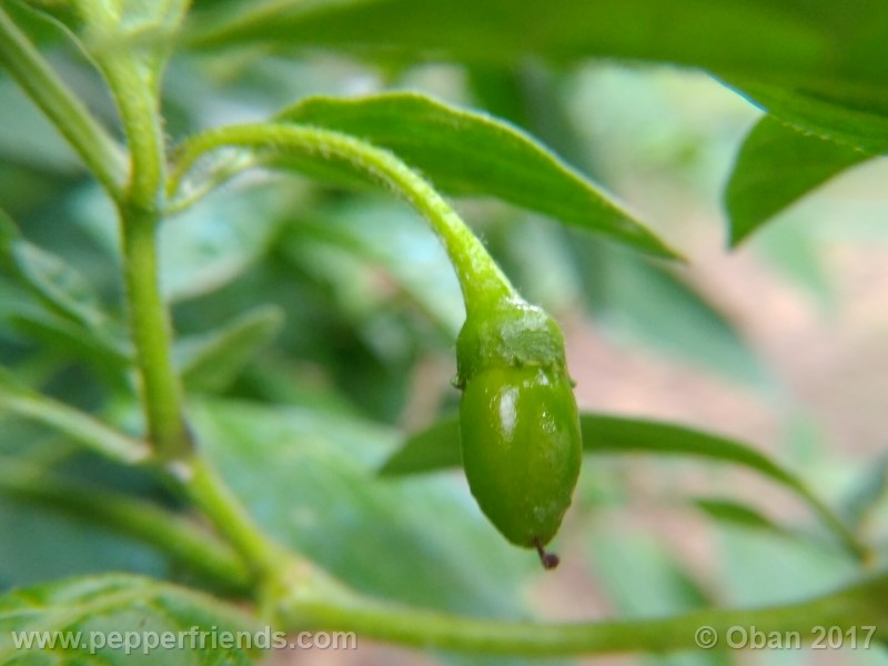 rocoto-aji-largo_003_frutto_01.jpg