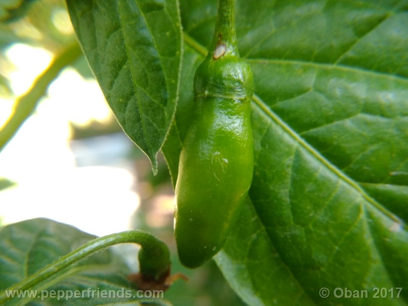 rocoto-aji-largo_003_frutto_02.jpg