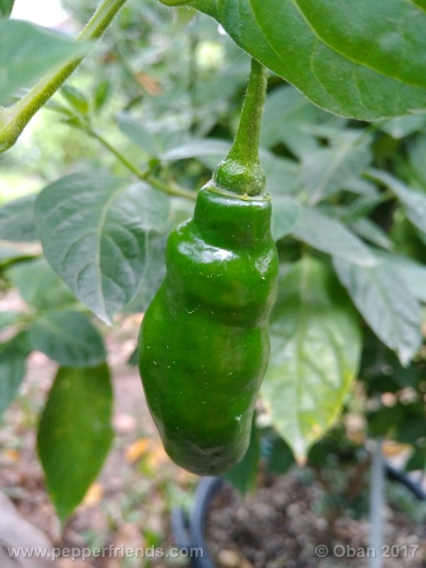 rocoto-aji-largo_003_frutto_03.jpg