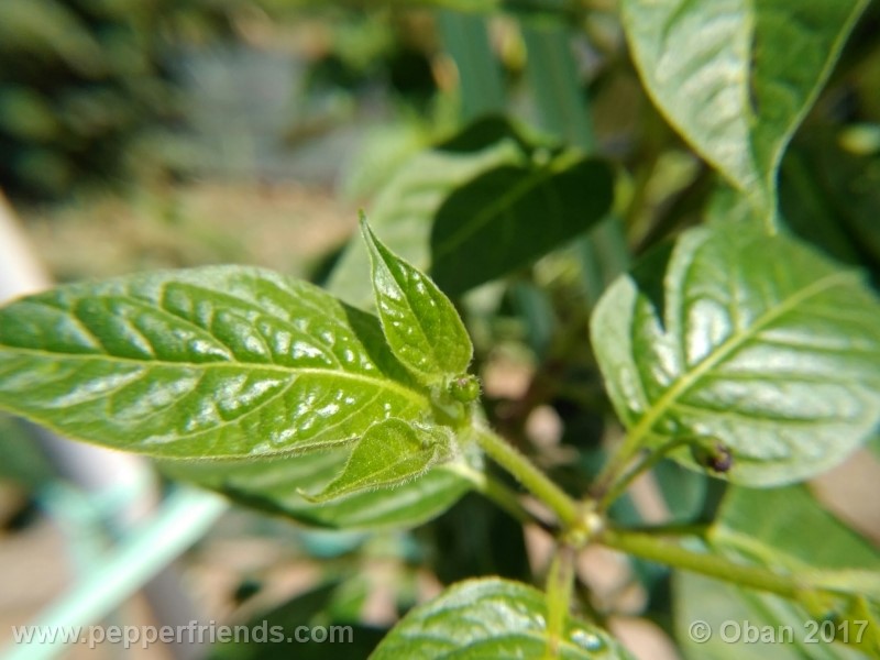 rocoto-aji-largo_003_pianta_01.jpg