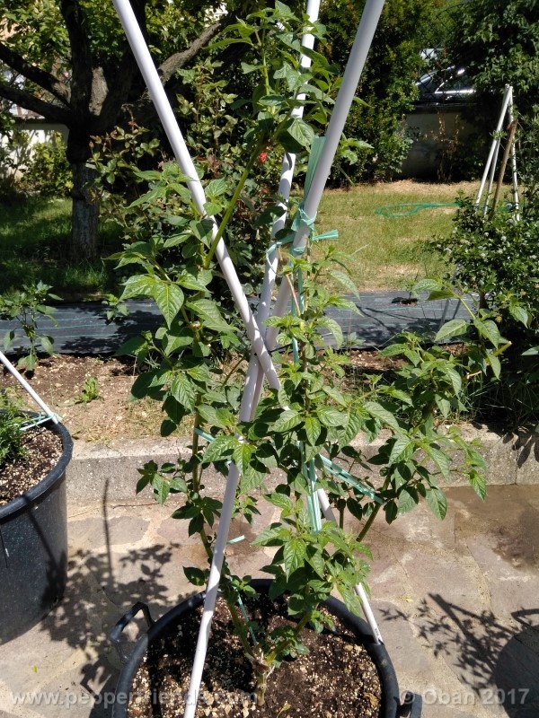 rocoto-aji-largo_003_pianta_16.jpg