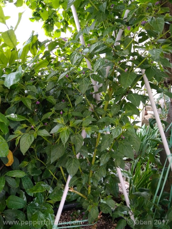 rocoto-aji-largo_003_pianta_22.jpg