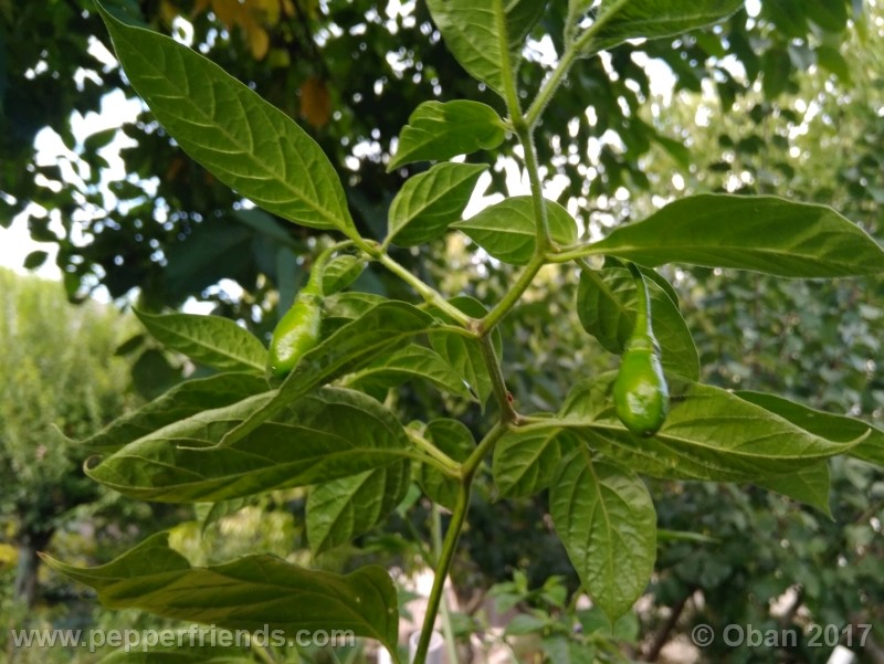 rocoto-aji-largo_003_pianta_28.jpg