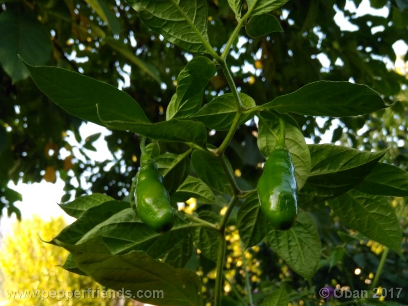 rocoto-aji-largo_003_pianta_29.jpg