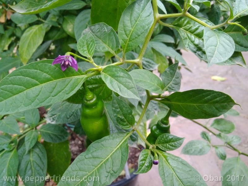 rocoto-aji-largo_003_pianta_32.jpg