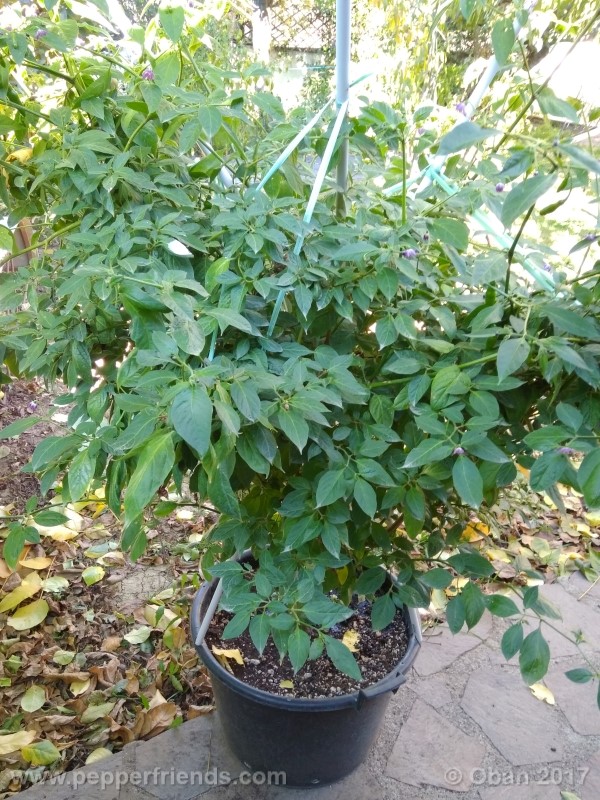 rocoto-aji-largo_003_pianta_34.jpg