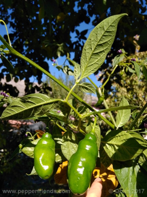 rocoto-aji-largo_003_pianta_35.jpg