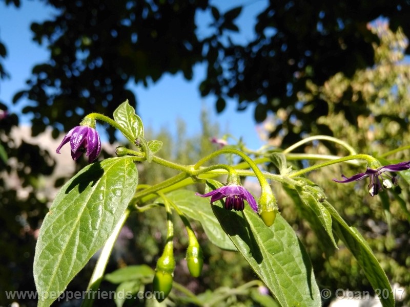 rocoto-aji-largo_003_pianta_37.jpg