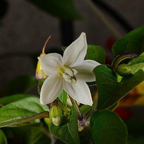 C.annuum